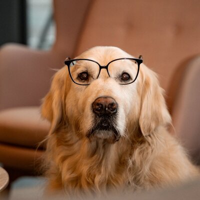 Bolle, Golden Retriever und Chief Happiness Officer